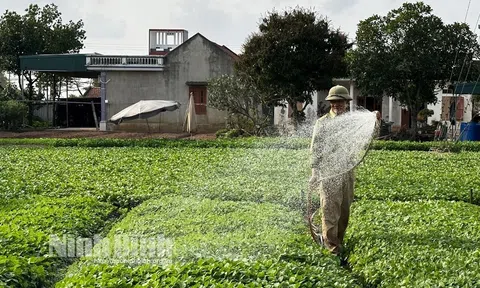 Ninh Bình: Nâng cao thu nhập từ sản xuất rau an toàn