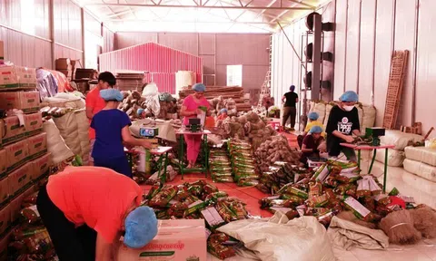 Chương trình mỗi xã một sản phẩm (OCOP), một dự án thúc đẩy sáng tạo từ cơ sở