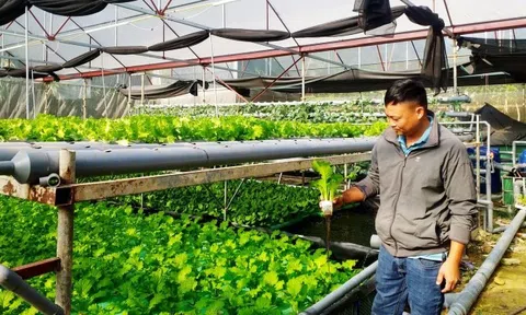 Khởi nghiệp làm giàu từ mô hình trồng rau thủy canh kết hợp nuôi cá