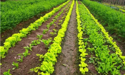 Các bước chuyển đổi sang sản xuất nông nghiệp hữu cơ