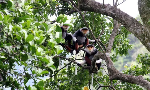 Đa dạng sinh học và phát triển bền vững