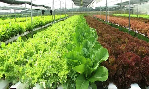 Trình tự chuyển đổi sang sản xuất nông nghiệp hữu cơ