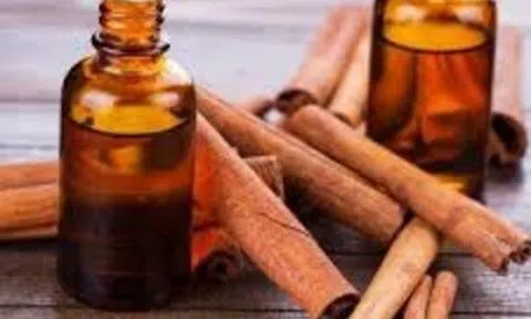 Quế Văn Yên: Sản phẩm OCOP đặc hữu của Yên Bái