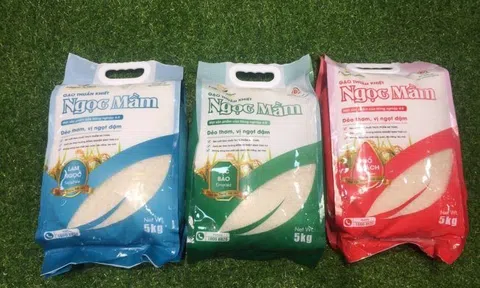 Gạo Ngọc mầm: Sản phẩm OCOP siêu sạch của Hà Tĩnh
