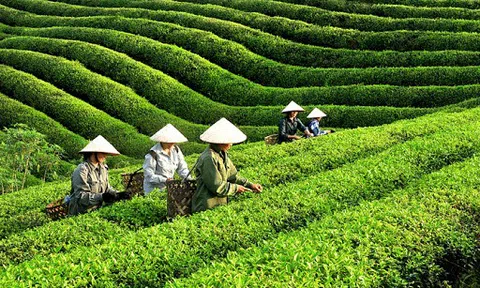 Chè Tân Cương: Sản phẩm OCOP nổi tiếng miền trung du
