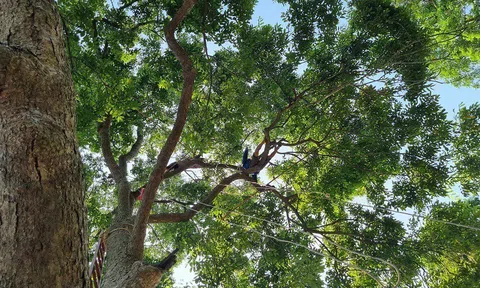 Trám đen và "thợ hái" ở Hiệp Hòa, Bắc Giang