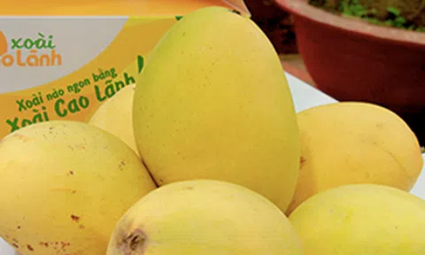 Xoài cát chu Cao Lãnh: Vị ngọt từ đất và nước Đồng Tháp