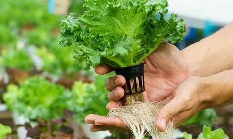 Trồng rau thủy canh, xu hướng mới cho cuộc sống xanh