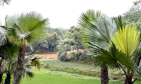 Cây cọ, nét bình dị nơi vùng núi đá Hà Giang