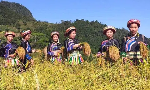 Gạo nếp Tài Ba Bể: Nguồn gen truyền thống cần lưu giữ