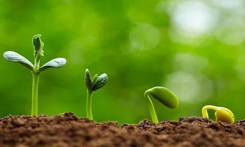 Thế nào là rau sạch, rau an toàn và rau sạch VietGap?