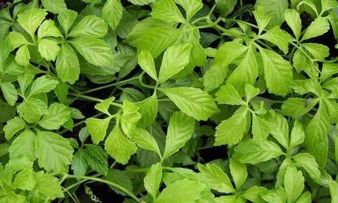 Giảo Cổ Lam: Sản phẩm OCOP thương hiệu Cao Bằng