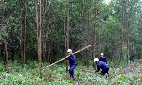 Kinh tế lâm nghiệp được hiểu như thế nào?