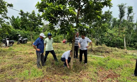 Huyện Châu Đức, Bà Rịa - Vũng Tàu: Đẩy mạnh sản xuất và liên kết sản phẩm bơ