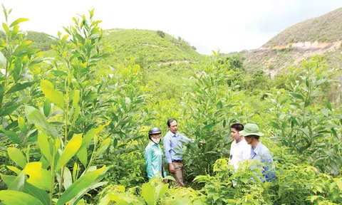 Rừng, vệ sỹ trung thành trong phòng chống thiên tai!