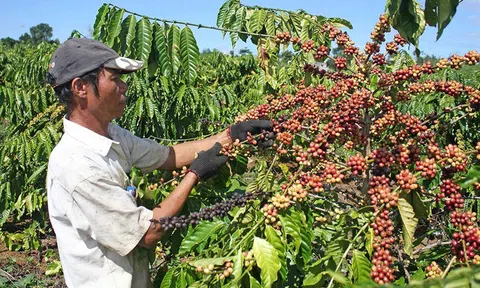 Hiểu thế nào về vùng chuyên canh nông nghiệp?