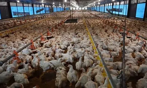 Cách người Indonesia áp dụng công nghệ số vào chăn nuôi gà