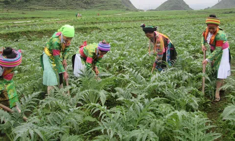 Trồng cây dược liệu ở Hà Giang vẫn còn nhiều gian nan
