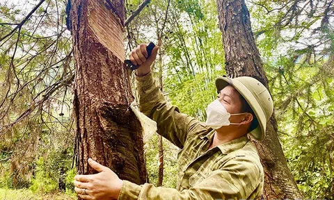Quyền và nghĩa vụ sản xuất giống cây lâm nghiệp và giống cây rừng