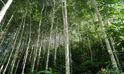 Quy định về khai thác lâm sản trong rừng sản xuất là rừng trồng