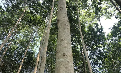 Lâm nghiệp và các quy định hoạt động lâm nghiệp