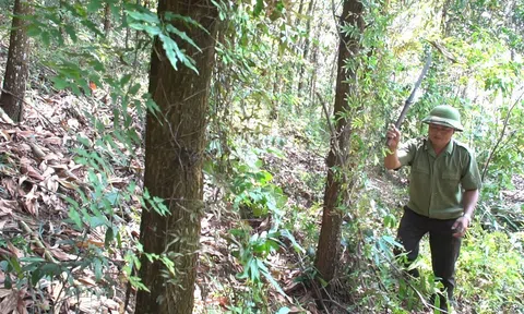 Bắc Kạn phát huy lợi thế rừng