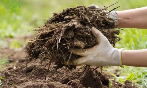 5 loại phân bón hữu cơ tốt cho cây trồng