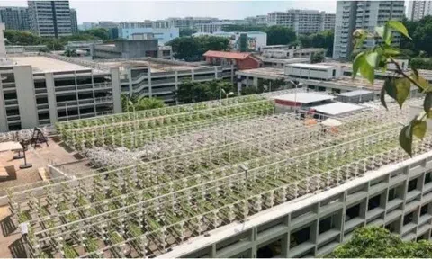 Singapore chuyển hướng sang phát triển nông nghiệp đô thị