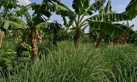 Các hình thức canh tác hiệu quả trong nông nghiệp vừa và nhỏ