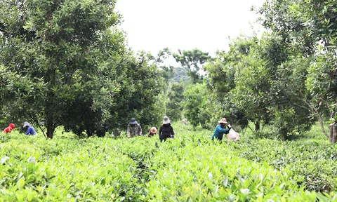 Điều kiện và quy mô kinh doanh trang trại?