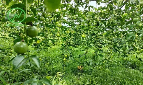 Lợi ích khi nuôi giữ cỏ trong vườn cây ăn quả