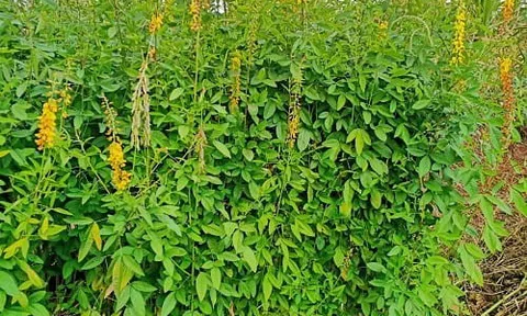 4 loại cây cố định đạm trong đất nông nghiệp