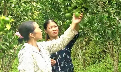 Mường Khương khai thác thế mạnh vùng chuyên canh nông nghiệp