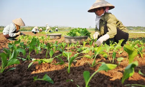 Quan tâm hơn đến lao động nữ trong ngành nông lâm nghiệp