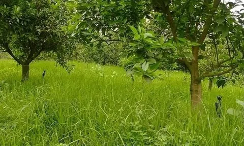 Cỏ dại hẳn không có giá trị?