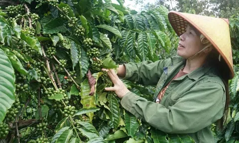 Đắk Nông: Sản xuất an toàn để sản phẩm nông nghiệp vươn xa
