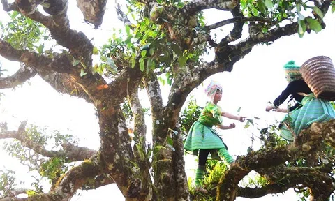 Trà Shan tuyết cổ trên đỉnh Tây Côn Lĩnh