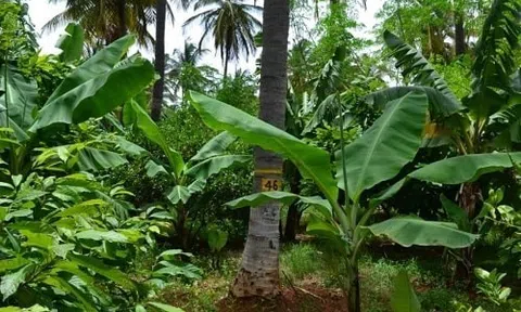Xen canh cây trồng, một cách bảo vệ và phát triển nông nghiệp bền vững