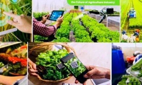 Vai trò của liên kết kinh tế trong phát triển nông nghiệp ở Việt Nam