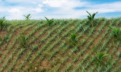 Luân canh, xen canh và đa canh tốt hơn độc canh thế nào?