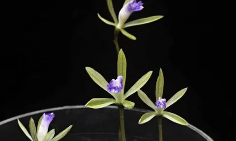 Cây một lá: Loài cây quý hiếm của Việt Nam cần bảo vệ