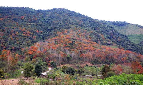 Chương trình phát triển lâm nghiệp bền vững giai đoạn 2021-2025