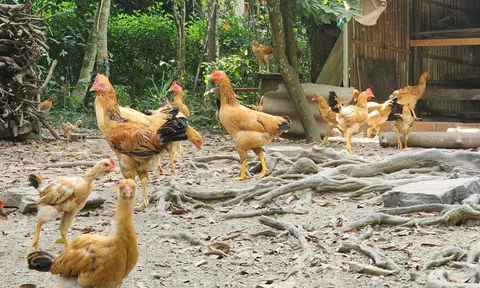 Hải Phòng: Cần có phương án bảo tồn gen giống gà quý hiếm ở Cát Bà