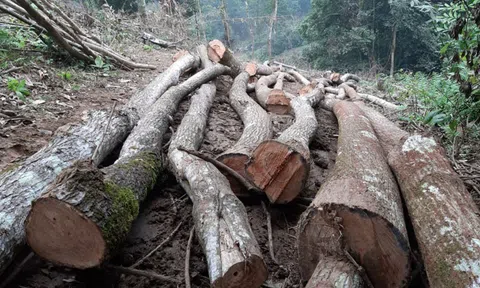 Quy định chống phá rừng của EU đặt ra nhiều thách thức đối với nông sản Việt Nam