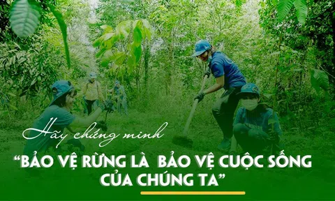 Cải thiện lâm nghiệp thời hiện đại thông qua đổi mới công nghệ