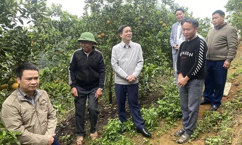 Yên Bái: Huyện Văn Chấn khôi phục vùng cây ăn quả có múi