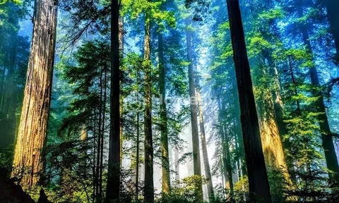 Bảo vệ Rừng đầu nguồn là bảo vệ sự sống và phát triển bền vững