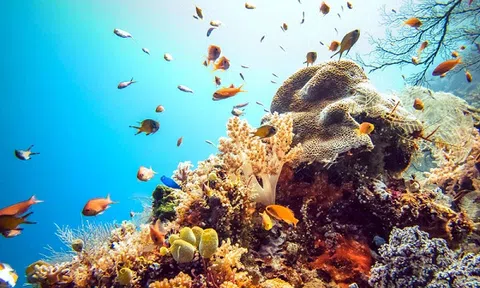 Bảo vệ Đại dương là bảo tồn sự sống của hành tinh