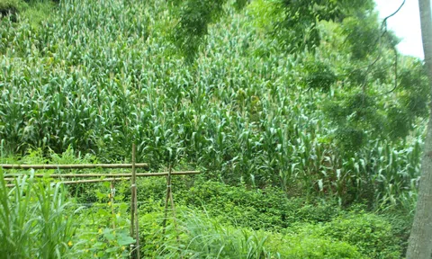 Trồng bí, gieo rau cải trên nương ngô ở cao nguyên Đồng Văn