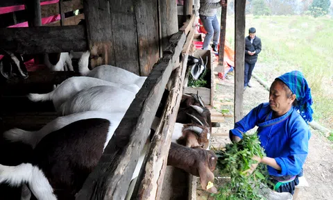 Nông sản Xín Mần "cất cánh" vươn xa nhờ xây dựng chuỗi giá trị